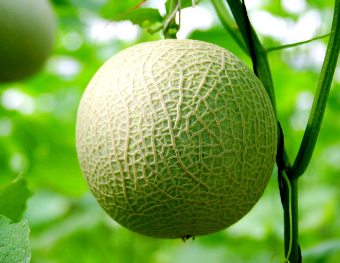 超大 超大現(xiàn)代農(nóng)業(yè) 超大現(xiàn)代農(nóng)業(yè)集團(tuán) 超大 超大現(xiàn)代農(nóng)業(yè) 超大現(xiàn)代農(nóng)業(yè)集團(tuán)