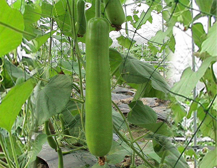 超大 超大現(xiàn)代農(nóng)業(yè) 超大現(xiàn)代農(nóng)業(yè)集團(tuán) 超大 超大現(xiàn)代農(nóng)業(yè) 超大現(xiàn)代農(nóng)業(yè)集團(tuán)