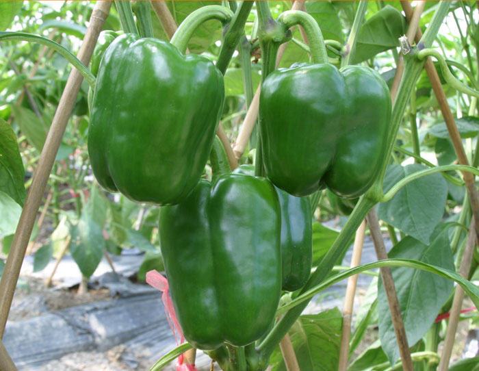 超大 超大現(xiàn)代農(nóng)業(yè) 超大現(xiàn)代農(nóng)業(yè)集團(tuán) 超大 超大現(xiàn)代農(nóng)業(yè) 超大現(xiàn)代農(nóng)業(yè)集團(tuán)