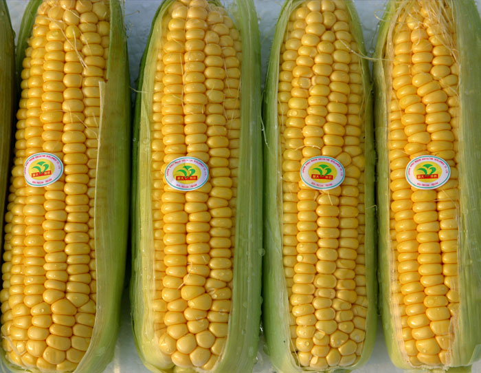 超大 超大現(xiàn)代農(nóng)業(yè) 超大現(xiàn)代農(nóng)業(yè)集團(tuán) 超大 超大現(xiàn)代農(nóng)業(yè) 超大現(xiàn)代農(nóng)業(yè)集團(tuán)