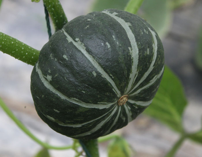 超大 超大現(xiàn)代農(nóng)業(yè) 超大現(xiàn)代農(nóng)業(yè)集團(tuán) 超大 超大現(xiàn)代農(nóng)業(yè) 超大現(xiàn)代農(nóng)業(yè)集團(tuán)