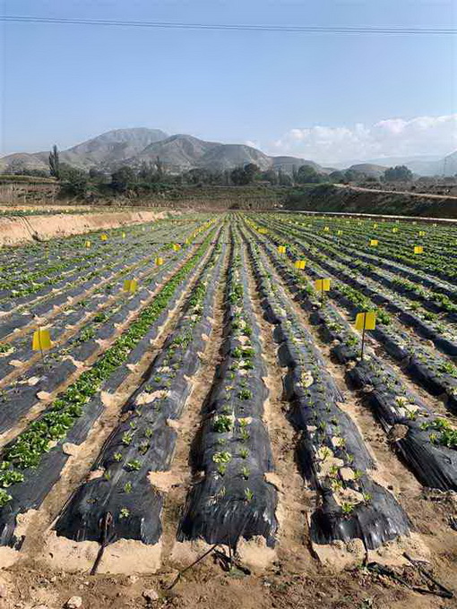 超大 超大現代農業 超大現代農業集團 超大 超大現代農業 超大現代農業集團